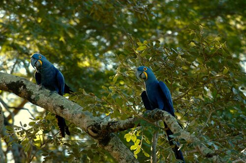 Blue Macaws Blue Macaws