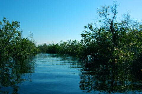 Flooded forest 3