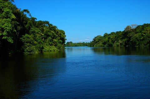 Flooded forest 4